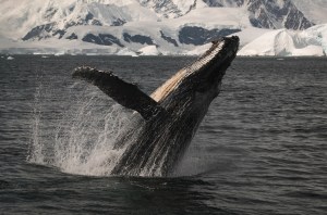 A humpback whale breaches the surface of the ocean in a scene from Disneynature's "Earth."  